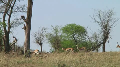 Thomson's gazelle Stock Footage 10721454