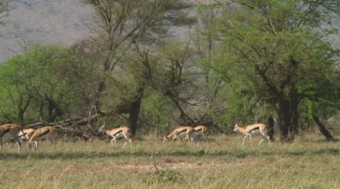 Thomson's gazelle Stock Footage 10721501