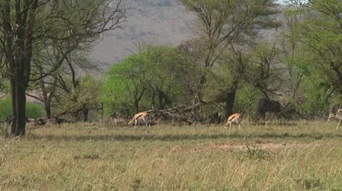 Thomson's gazelle Stock Footage 10721507