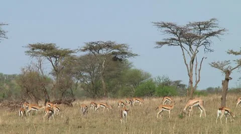 Thomson's gazelle Stock Footage 10721523