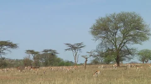 Thomson's gazelle Stock Footage 10721537