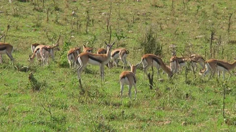 Thomson's gazelle Stock Footage 10721557