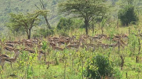 Thomson's gazelle Stock Footage 10721570