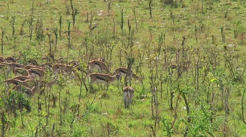 Thomson's gazelle Stock Footage 10721615
