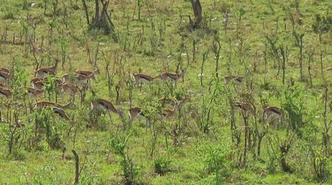 Thomson's gazelle Stock Footage 10721632