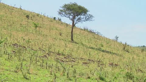 Thomson's gazelle Stock Footage 10721648