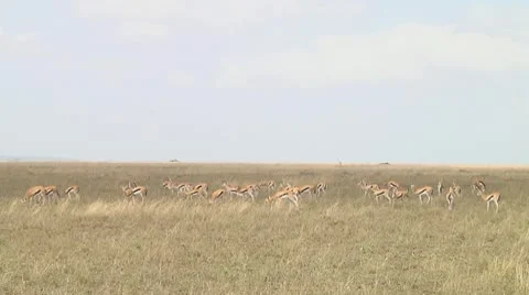 Thomson's gazelle Stock Footage 10721651