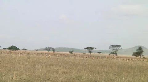 Thomson's gazelle Stock Footage 10721658