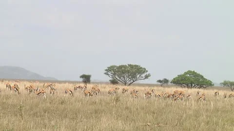 Thomson's gazelle Stock Footage 10721663