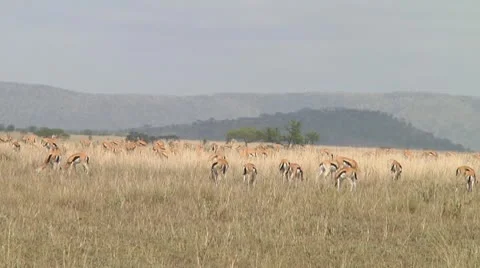 Thomson's gazelle Stock Footage 10721669