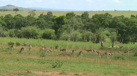 Thomson's gazelle Stock Footage 10749377