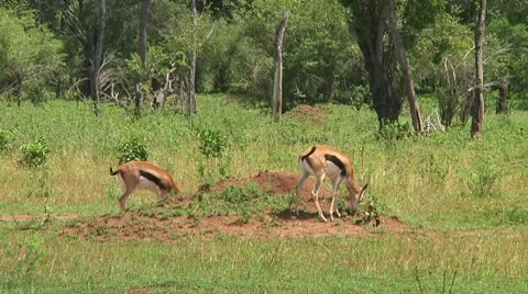 Thomson's gazelle Stock Footage 10749398