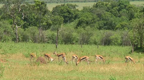 Thomson's gazelle Stock Footage 10749424