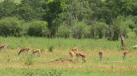 Thomson's gazelle Stock Footage 10749446