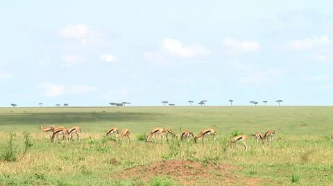Thomson's gazelle Stock Footage 10749451