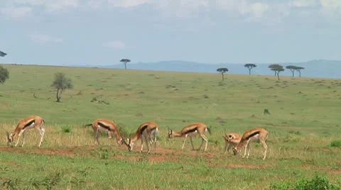 Thomson's gazelle Stock Footage 10749459