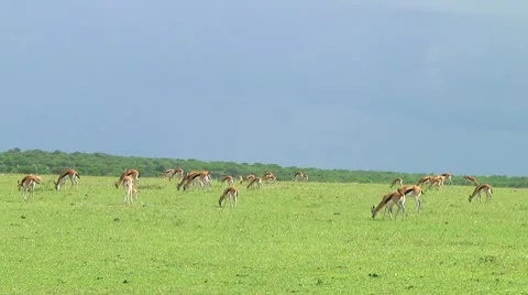 Thomson's gazelle Stock Footage 10749481