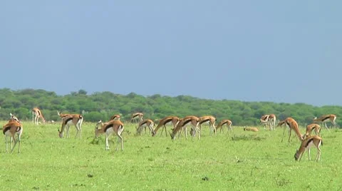 Thomson's gazelle Stock Footage 10749501