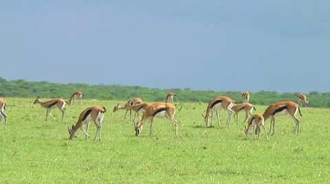 Thomson's gazelle Stock Footage 10749505