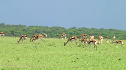 Thomson's gazelle Stock Footage 10749530