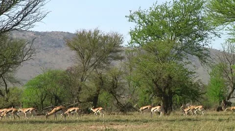 Thomson's gazelle Stock Footage 10749563