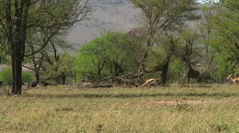 Thomson's gazelle Stock Footage 10749575