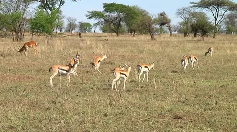 Thomson's gazelle Stock Footage 10749588