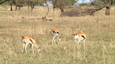 Thomson's gazelle Stock Footage 10749601