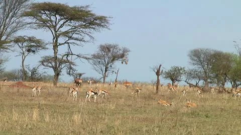 Thomson's gazelle Stock Footage 10749629