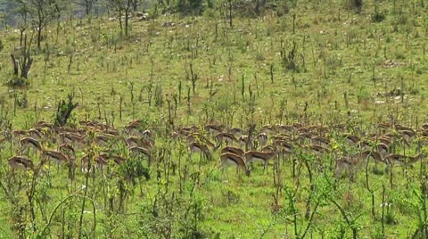 Thomson's gazelle Stock Footage 10749660