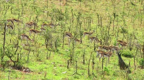 Thomson's gazelle Stock Footage 10749700