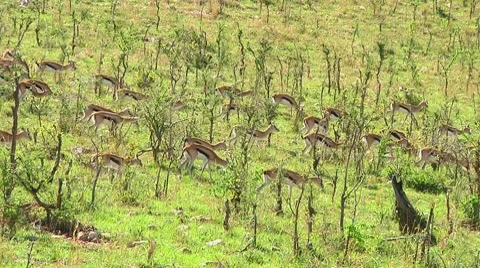 Thomson's gazelle Stock Footage 10749710