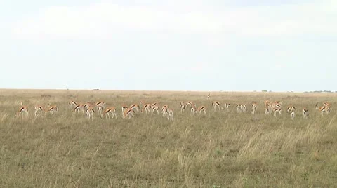 Thomson's gazelle Stock Footage 10749719