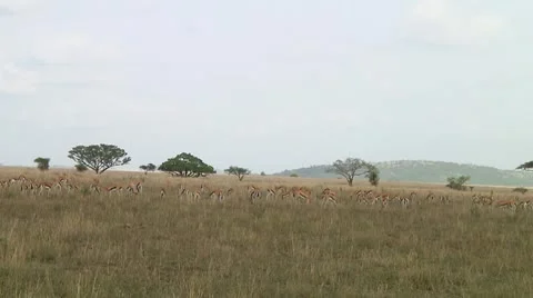 Thomson's gazelle Stock Footage 10749725