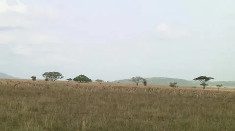 Thomson's gazelle Stock Footage 10749731