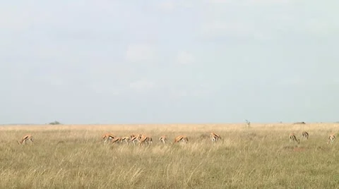 Thomson's gazelle Stock Footage 10749737