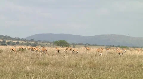 Thomson's gazelle Stock Footage 10749740