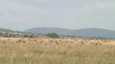 Thomson's gazelle Stock Footage 10749743