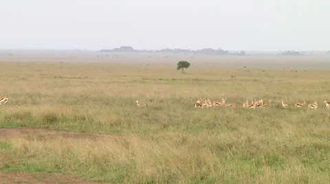 Thomson's gazelle Stock Footage 10749748