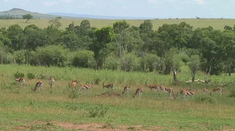 Thomson's gazelle Stock Footage 10755876