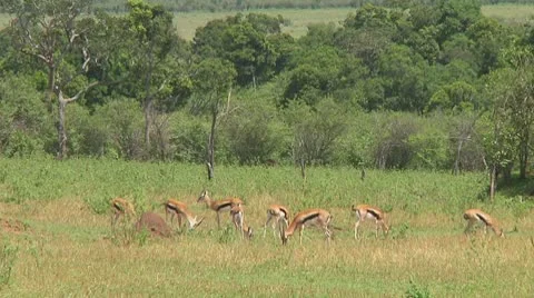 Thomson's gazelle Stock Footage 10755903