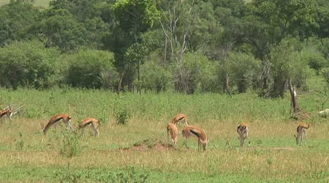 Thomson's gazelle Stock Footage 10755913