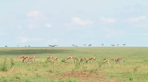 Thomson's gazelle Stock Footage 10755920