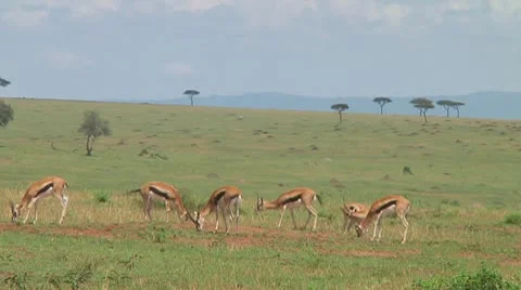 Thomson's gazelle Stock Footage 10755924