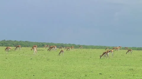 Thomson's gazelle Stock Footage 10755928
