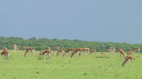 Thomson's gazelle Stock Footage 10755934