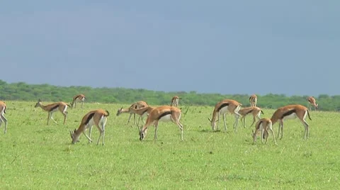 Thomson's gazelle Stock Footage 10755941