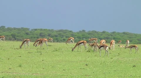 Thomson's gazelle Video stock 10755949