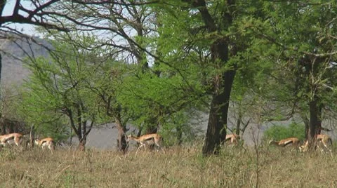 Thomson's gazelle Stock Footage 10755965