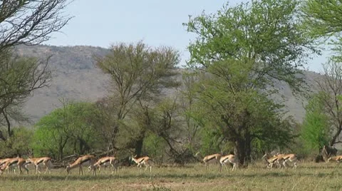 Thomson's gazelle Video stock 10755972